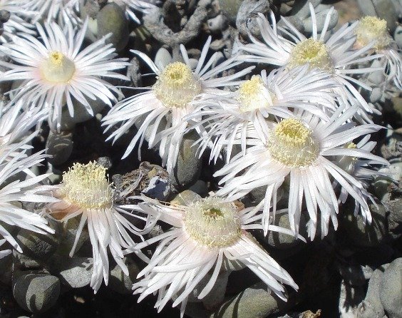 Wooleya farinosa bunched stamens